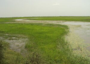 2011 - Elaboration du cadre politique de réinstallation des travaux d’aménagements de la plaine du village de Diambacourou dans la région de Mopti