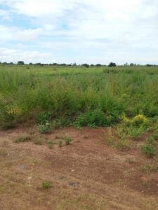 Etude d’impact environnemental et social de l’Ecole Africaine des Mines du Mali (EAMM) (2019)