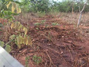 2012 - Etudes du plan d’action de réinstallation des populations situées sur la zone du projet SOMAPEP à Médina-Coura