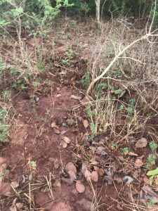 2012 - Etudes du plan d’action de réinstallation des populations situées sur la zone du projet SOMAPEP à Médina-Coura