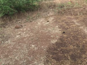 2012 - Etudes du plan d’action de réinstallation des populations situées sur la zone du projet SOMAPEP à Médina-Coura